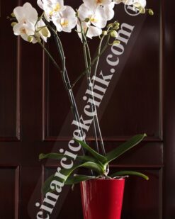 Beyaz İkili Orkide Çiçeği C-OR153