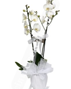 'Aynı Gün Hızlı Teslimat'' Beyaz İkili Orkide