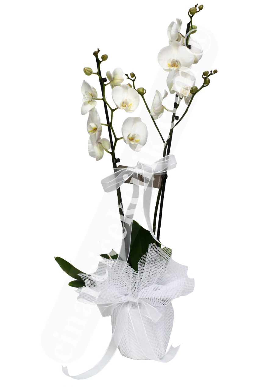 'Aynı Gün Hızlı Teslimat'' Beyaz İkili Orkide