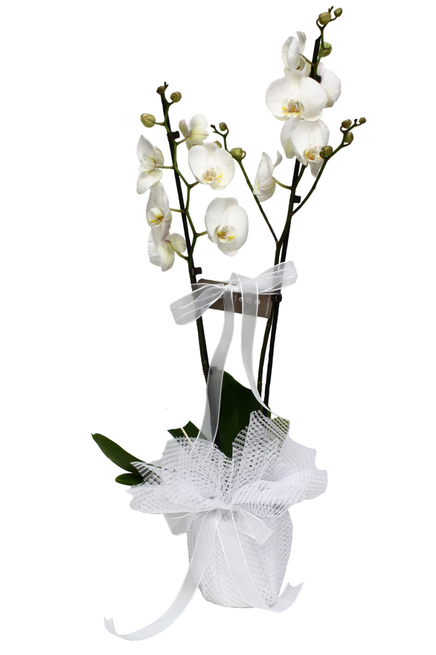 'Aynı Gün Hızlı Teslimat'' Beyaz İkili Orkide - Görsel 2