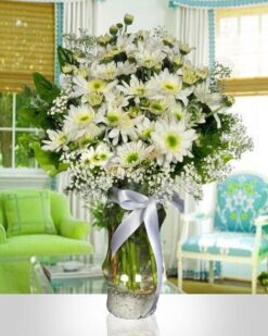 Beyaz Papatya (Krizantem)