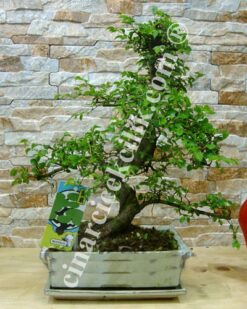 Beyaz Saksı Zelkova 50 cm