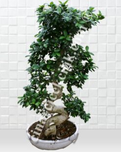 Beyaz Saksida Ginseng