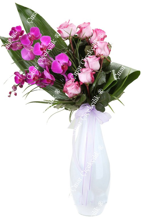 Mutluluk Prensi C-SER116