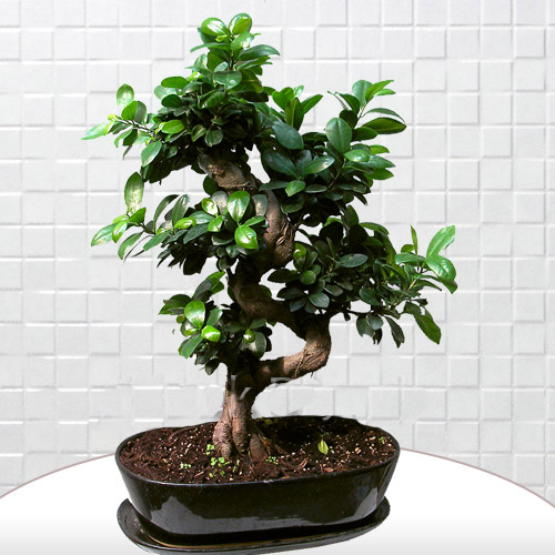 Bonsai Ginseng Ağacı - Görsel 2
