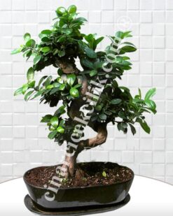 Bonsai Ginseng Ağacı