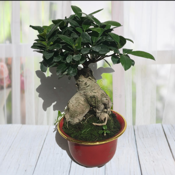 Bonzai Ağacı - Görsel 3