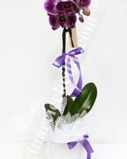 Mor Tekli Orkide C-OR122