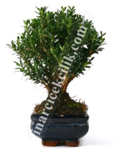 Buxus Bonsai Ağaç (Orta Boy)