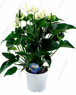 Büyük Beyaz Antorium C-SAK126