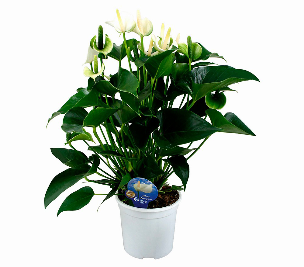 Büyük Beyaz Antorium C-SAK126 - Görsel 2