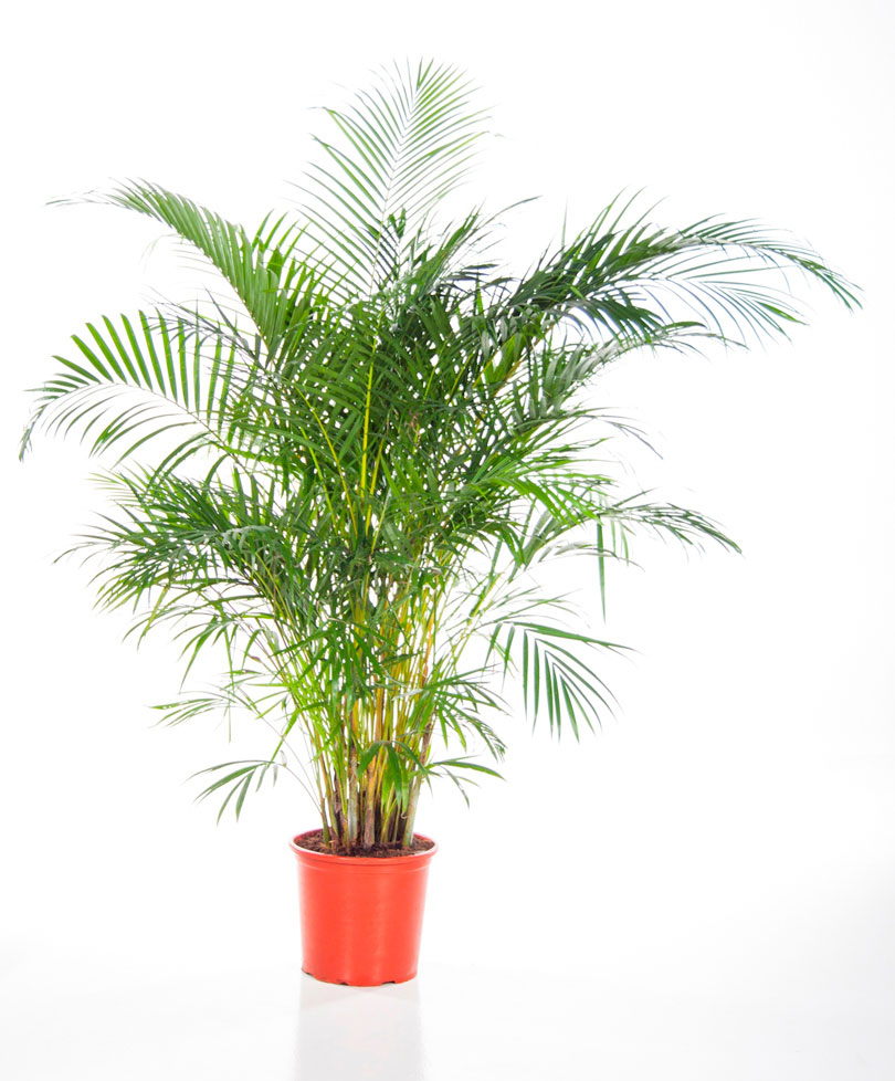 Büyük Areka Saksı Çiçeği C-SAK145 - Görsel 2