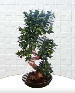 Büyük Boy Carmona Bonsai Agaç