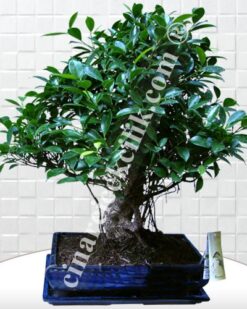 Büyük Boy Ficus Bonsai