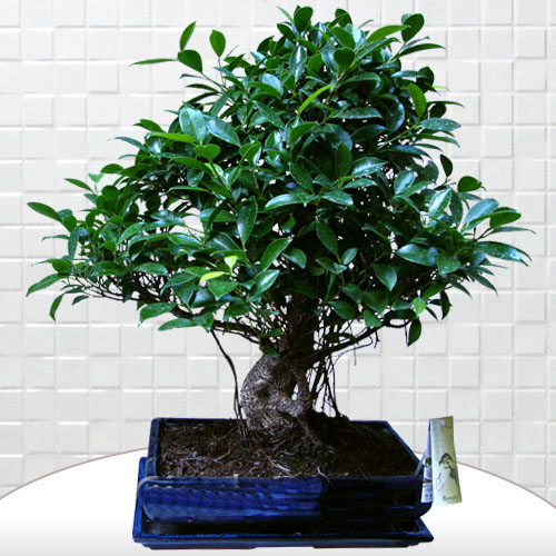 Büyük Boy Ficus Bonsai - Görsel 2