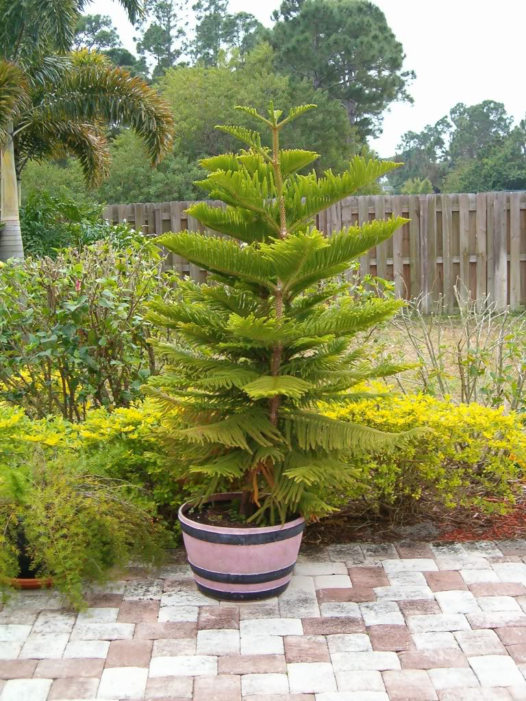 Araucaria Salon Camı Büyük Boy C-SAK189 - Görsel 2