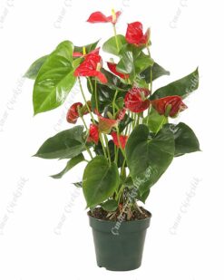 Büyük Kırmızı Antorium C-SAK121