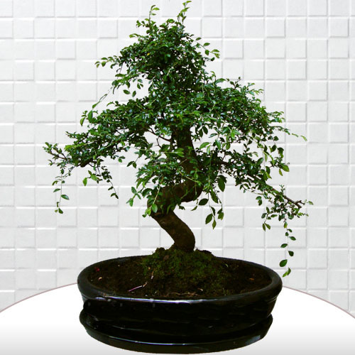Büyük Siyah Zelkova Bonsai - Görsel 2