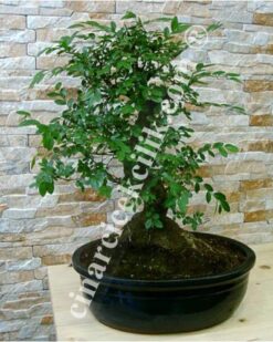 Büyük Zelkova Bonsai