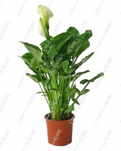 Gala Calla Mit Saksı Çiçeği C-SAK177