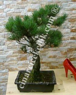 Cam Bonsai Ağacı