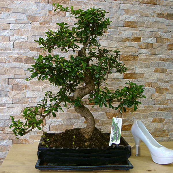 Carmona Bonsai ( Büyük Boy) - Görsel 2