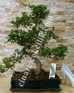 Carmona Bonsai ( Büyük Boy)