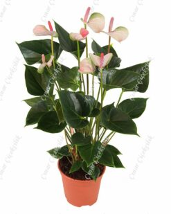 Çekici Beyaz Antorium C-SAK127