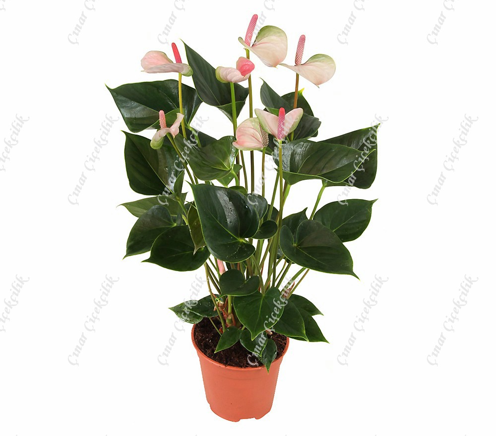 Çekici Beyaz Antorium C-SAK127