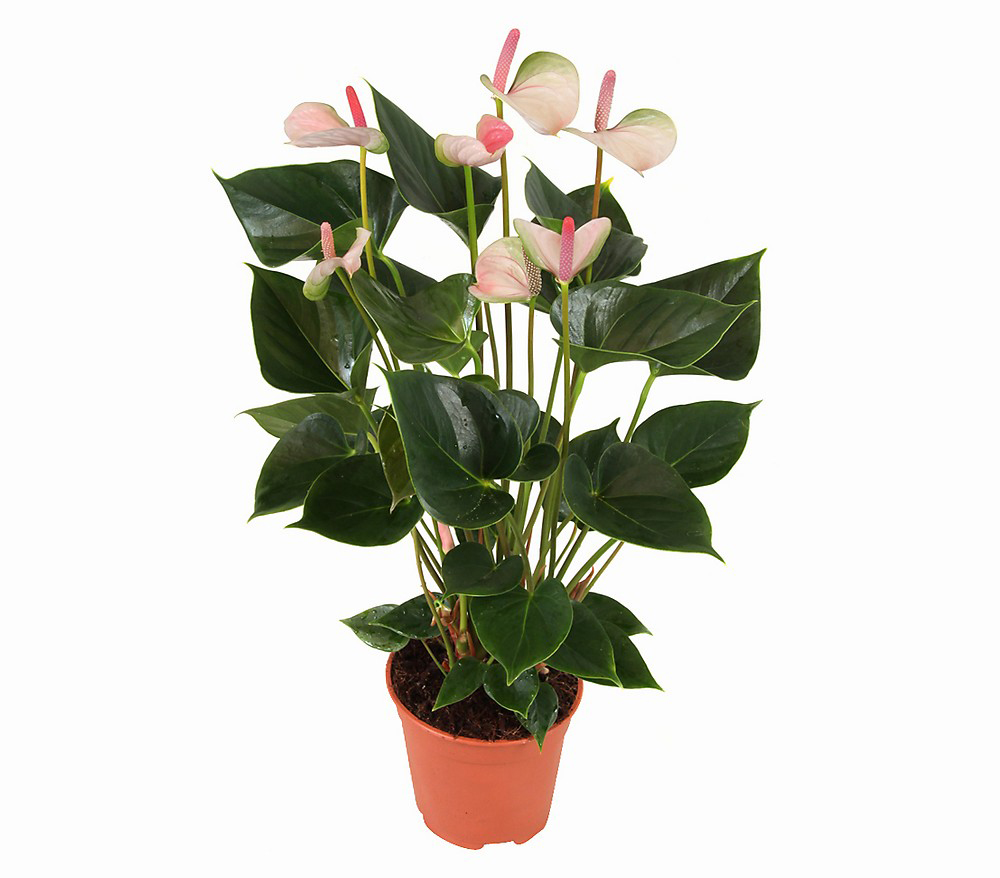 Çekici Beyaz Antorium C-SAK127 - Görsel 2