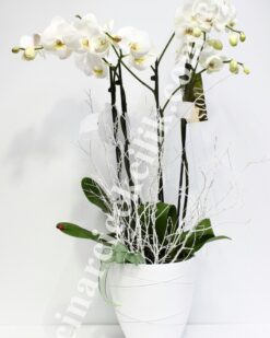 Beyaz Seramik İki Köklü Orkide C-OR116