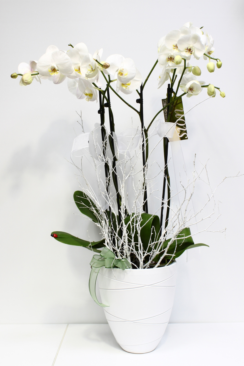 Beyaz Seramik İki Köklü Orkide C-OR116 - Görsel 2