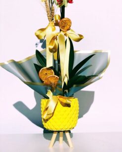 Marble Yellow Dream İkili Orkide