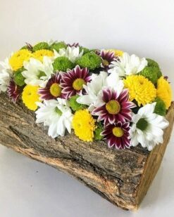 Doğal Güzelliğin Sunumu Krizantem Papatyası