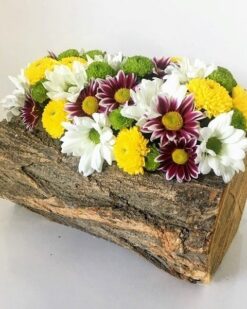 Doğal Güzelliğin Sunumu Krizantem Papatyası