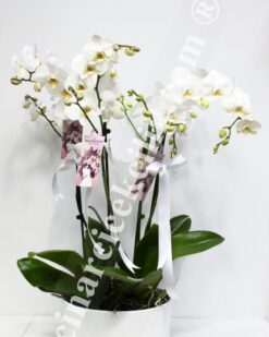 Dört Köklü Beyaz Orkide C-OR119