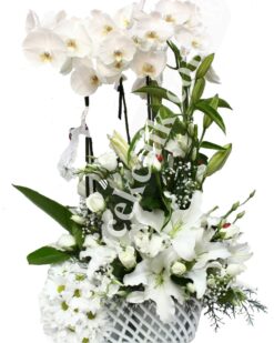 Dört Köklü Beyaz Orkide C-OR133