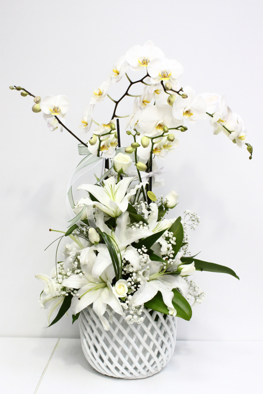 Mini Tek Dal Orkide - Görsel 2