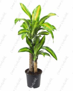 2'li Massangeana Saksı Çiçeği C-SAK172