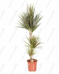 Dracaena Marg Saksı Çiçeği C-SAK174