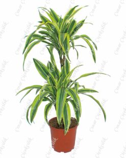 Drachenbaum Lime Drac Saksı Çiçeği C-SAK183