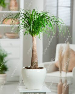 Nolina Beaucarnea Saksi Çiçegi C-SAK176