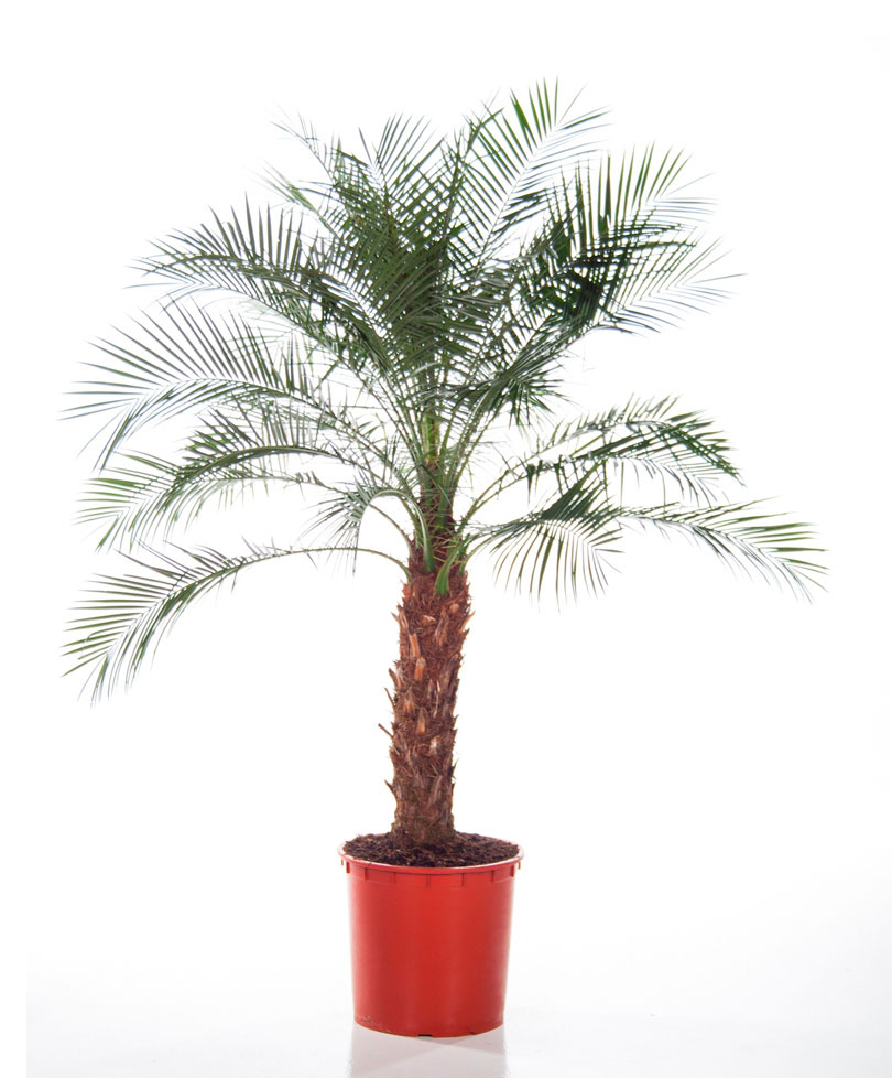 Fenix Rubbelini Saksı Çiçeği C-SAK154 - Görsel 2