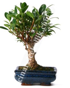 Bonsai Ficus Ağaç