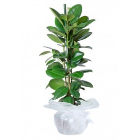 Ficus Robusta Saksı Çiçeği