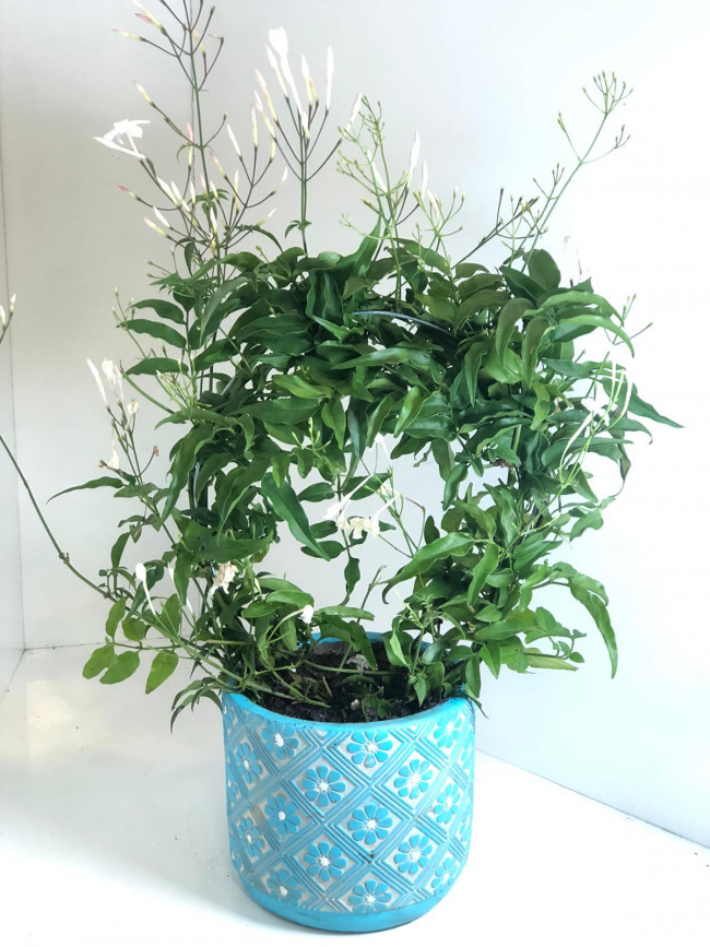 Yasemen Çiçeği - Görsel 2