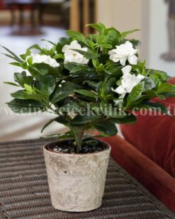 Mis Kokulu Gardenya C-GAR108