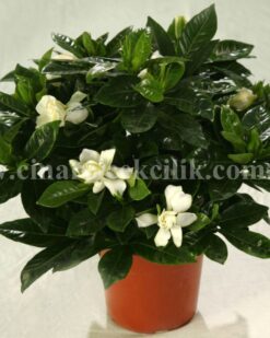 Beyaz Kokulu Gardenya C-GAR109