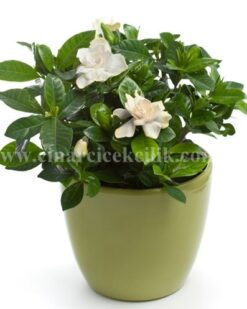 Gardenya Çiçek Sepeti C-GAR103