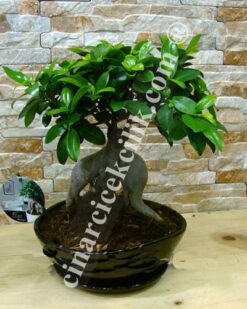 Ginseng Siyah Seramik  Bonsai 40 cm